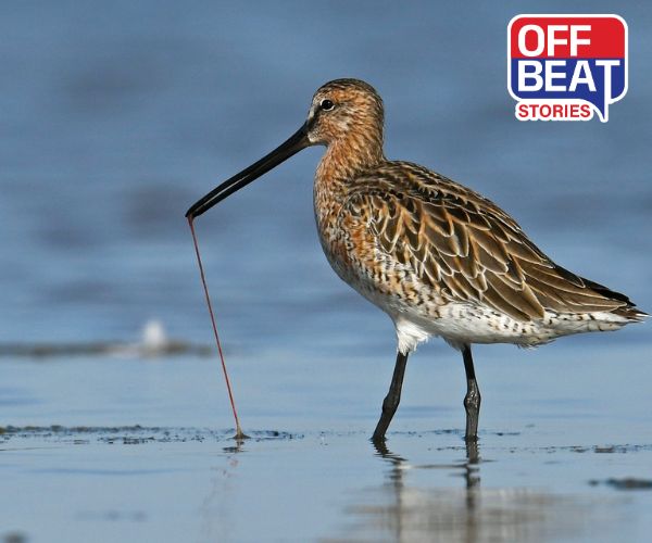 દેશમાં પ્રથમવાર યોજાશે પક્ષી ગણતરી સેન્સસ કાર્યક્રમ