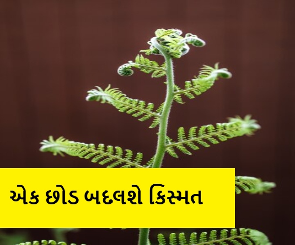 એક છોડ બદલશે કિસ્મત