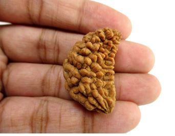 શું છે ઋદ્રાક્ષની પૌરાણિક કહાની?