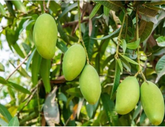 કેરીરસિકો આનંદો