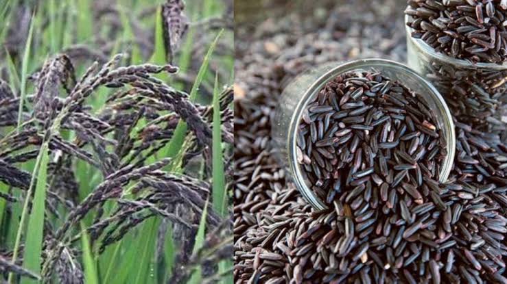 જમીનમાં ઉગશે કાળું સોનું!