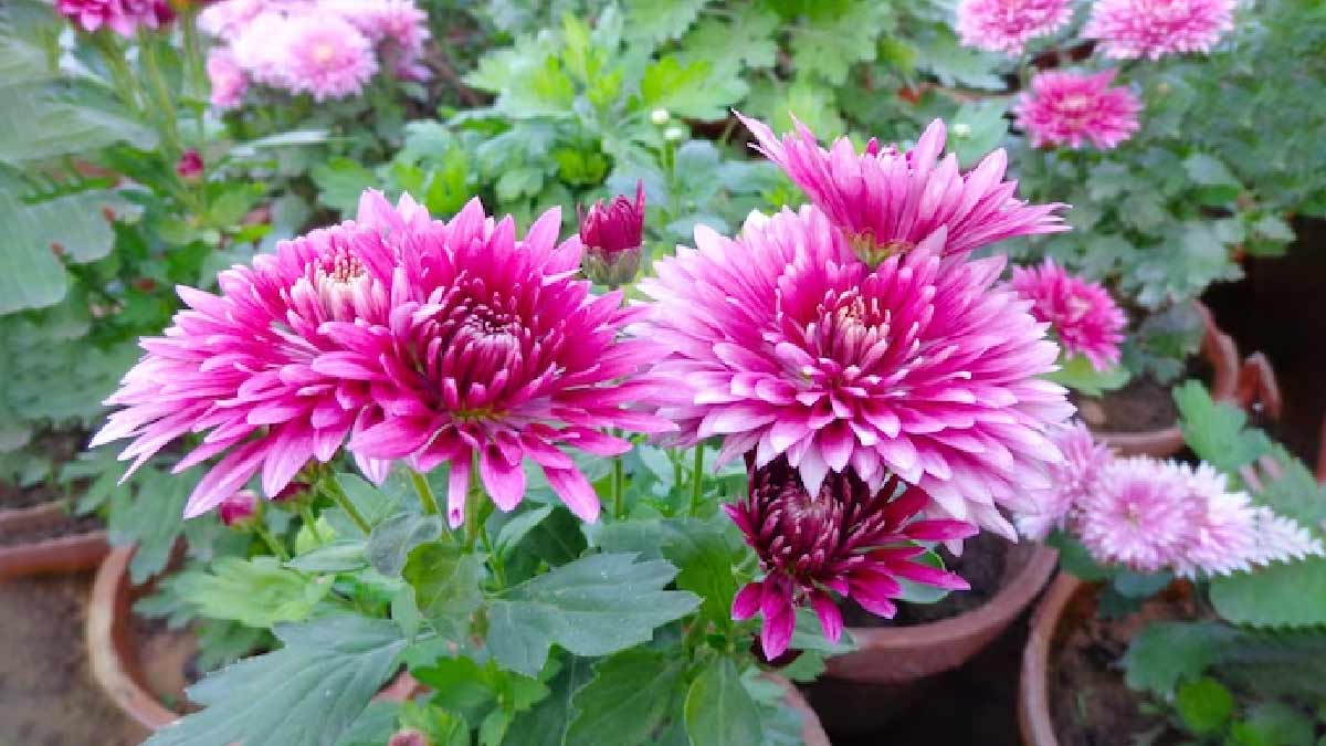 'મોદી ફૂલ' કરશે માલામાલ!