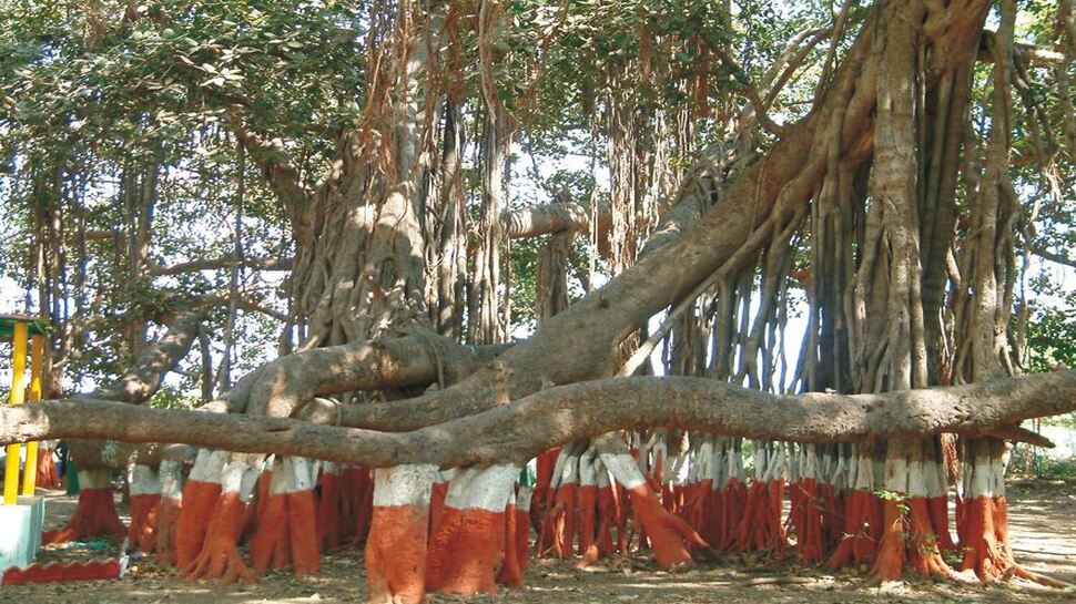 આ કલરને કેમ કહેવાય છે સરકારી?