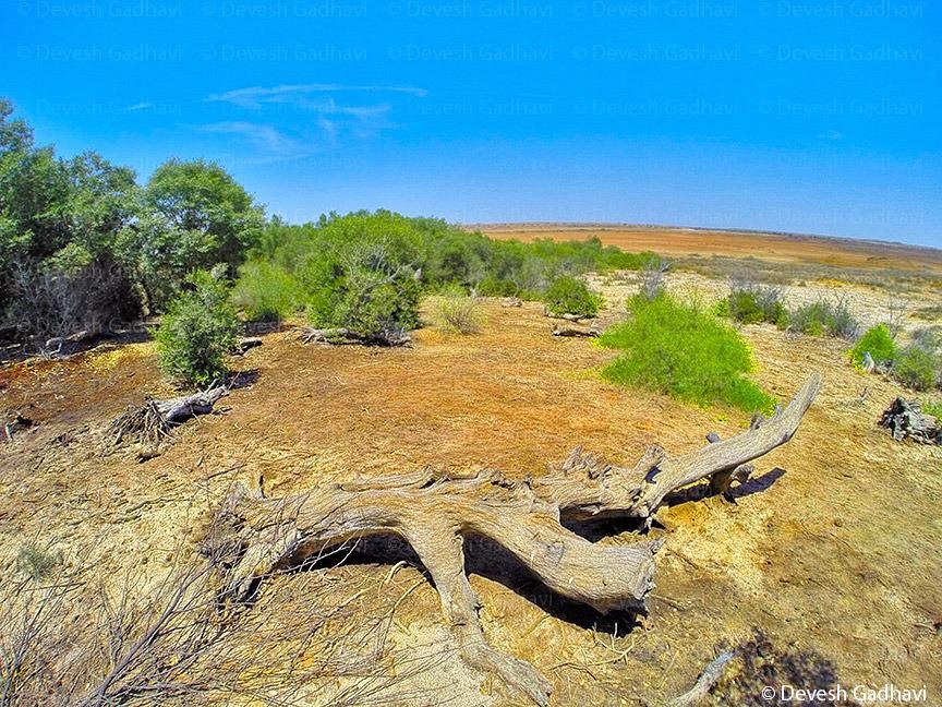 વૈશ્વિક ફલક પર ફરી ગૂંજ્યો આ જિલ્લો!