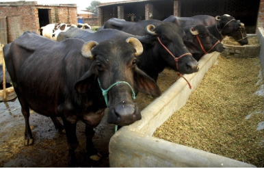 ગાય-ભેંસ માટે આ 5 પ્રકારનો ઘાસચારો ઘણો ઉપયોગી