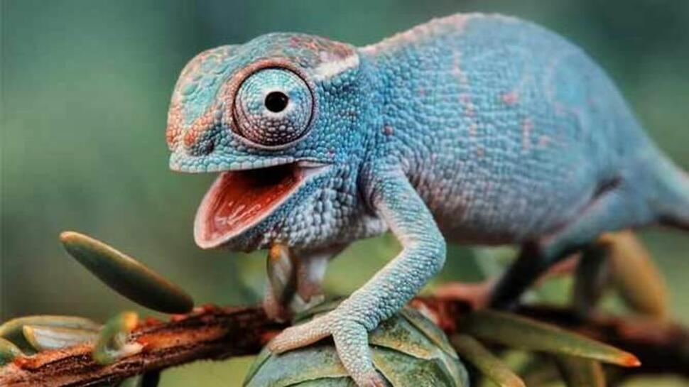 કાચિંડા પાસે છે અનોખું વરદાન!