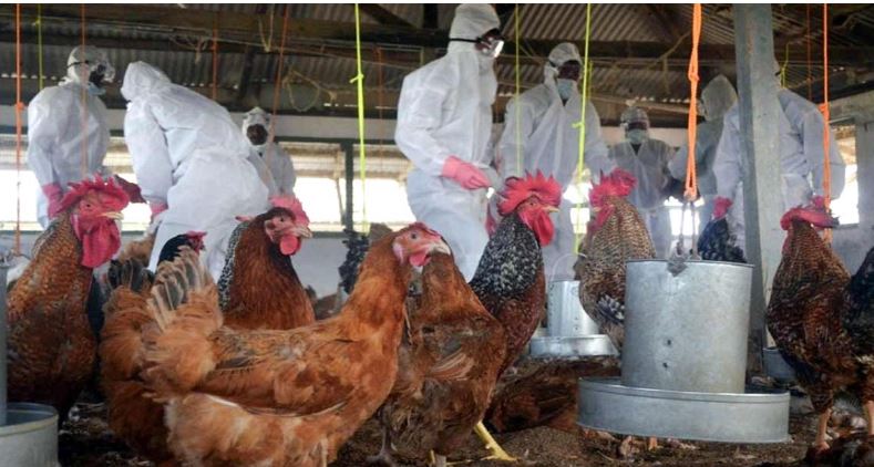 શું માત્ર ચિકનથી જ થાય છે બર્ડ ફ્લૂ?