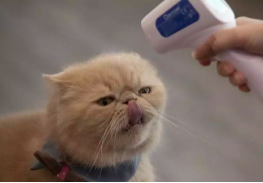 મરઘા સિવાય આ પ્રાણીઓમાં જોવા મળ્યો બર્ડ ફ્લૂ