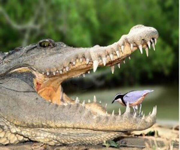 મોતના મોઢામાં જઈને ભોજન કરે છે આ પક્ષી