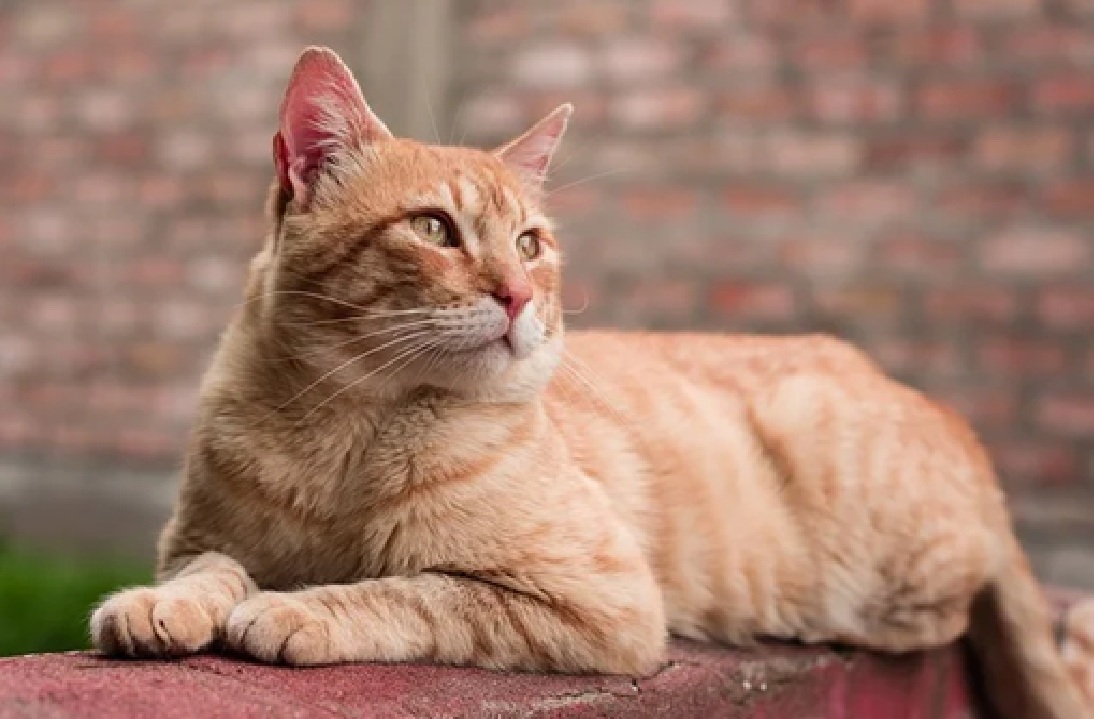 બિલાડીનો રસ્તો ઓળંગવો શુભ છે કે અશુભ?