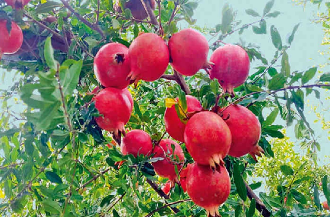 વિધાનસભામાં સરકારે જાહેર કર્યા આંકડા