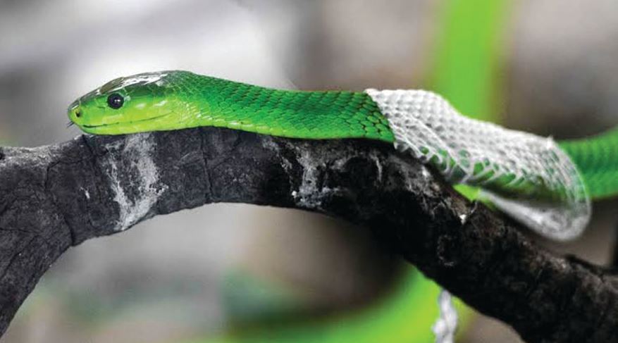 સાપના આ રહસ્યો તમને નહીં જાણતા હો