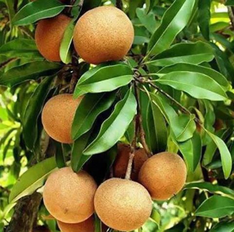 ઝાડ પર ફળ નહીં રૂપિયા આવશે!