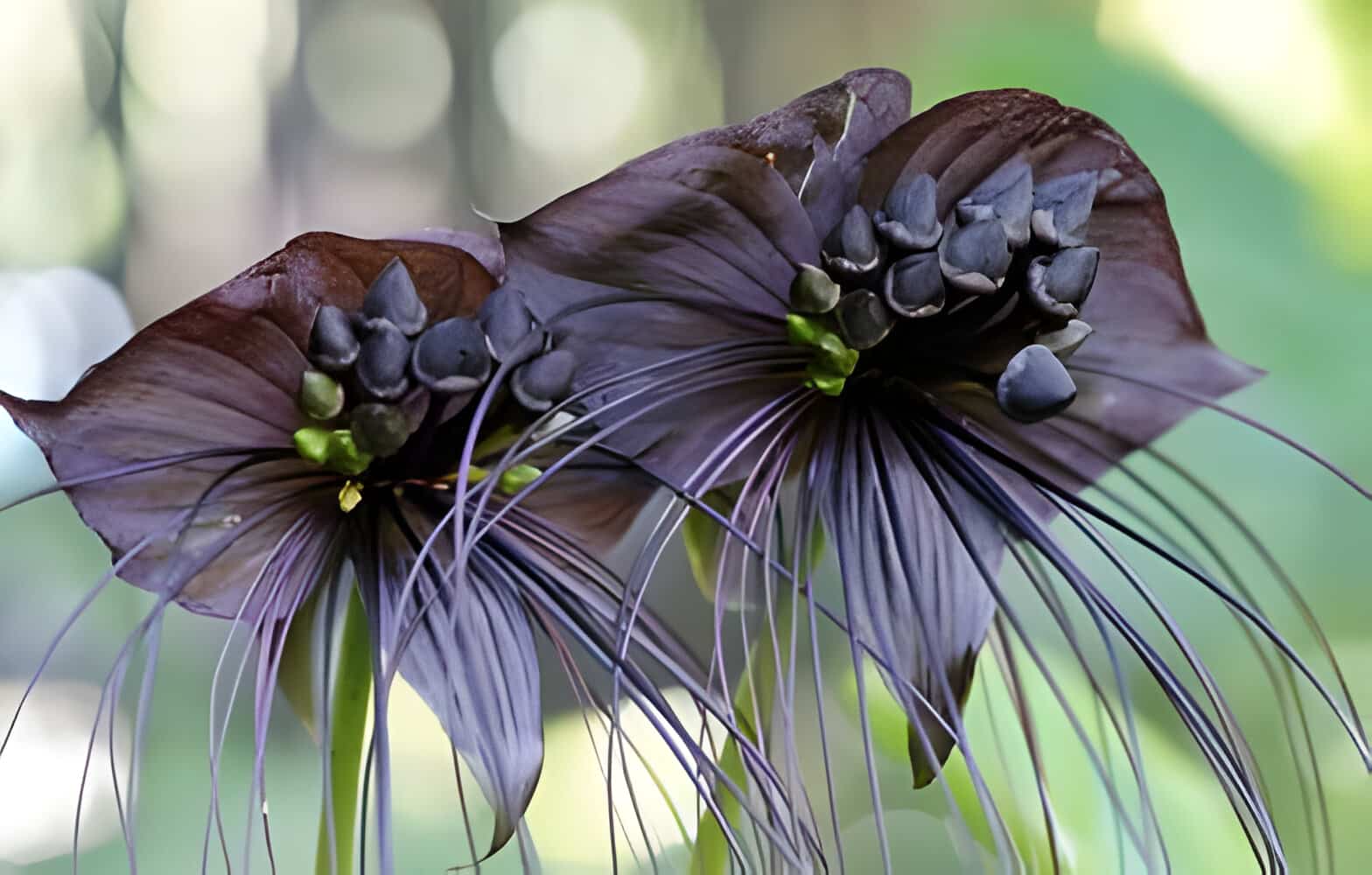 ખીલેલો ખજાનો