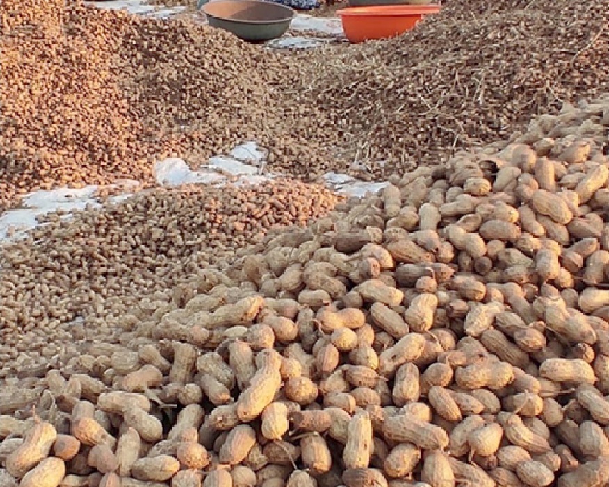 ગુજરાતના ખેડૂતોને કેટલો થયો ફાયદો?