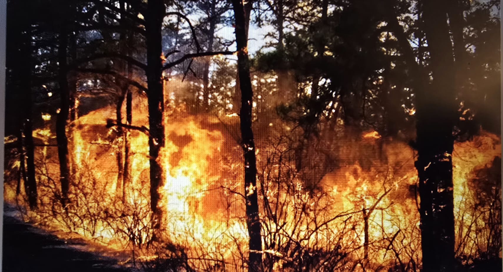 ભયાનક આગમાં ઘેરાયા અમેરિકાના જંગલ વિસ્તારો