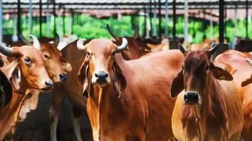 ગો-સંવર્ધનનો આવ્યો નવયુગ!