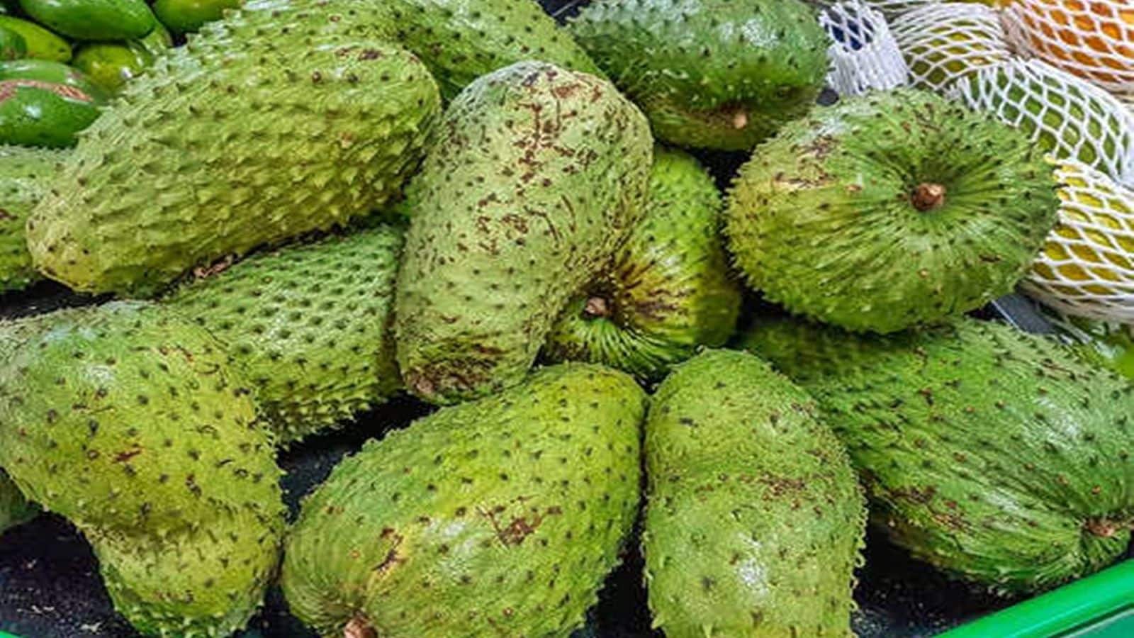 મહિલાઓના સ્વાસ્થ્ય માટે વરદાન સમાન છે હનુમાન ફળ