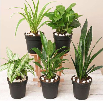 કુદરતી રીતે તમે રાખી શખો આપના ઘરને ઠંડુ