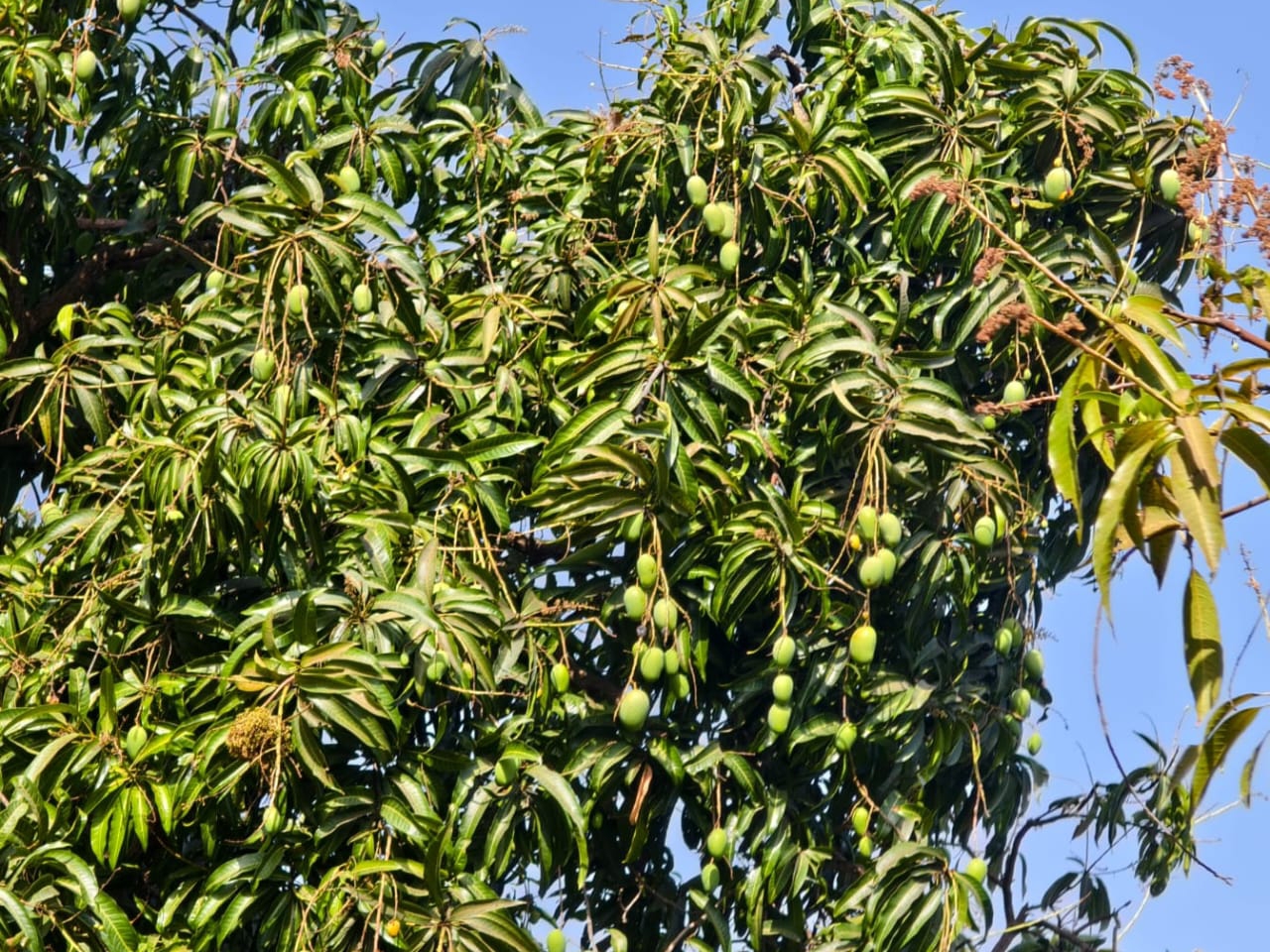 શું કેરીનો સ્વાદ ખાટો જ રહેવાનો?