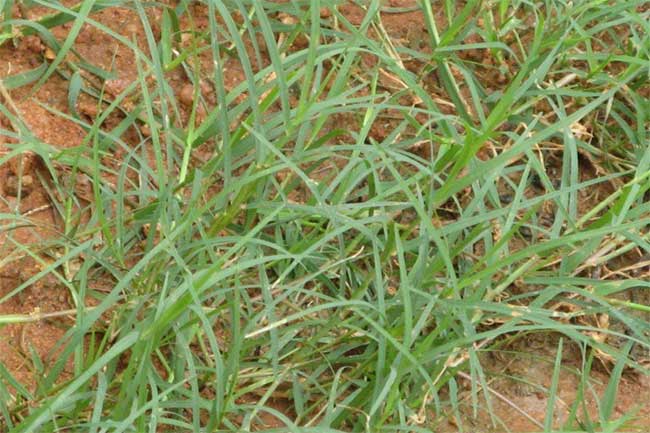 આયુર્વેદ અનુસાર દુર્વા ઘાસ સ્વાસ્થ્ય માટે વરદાન