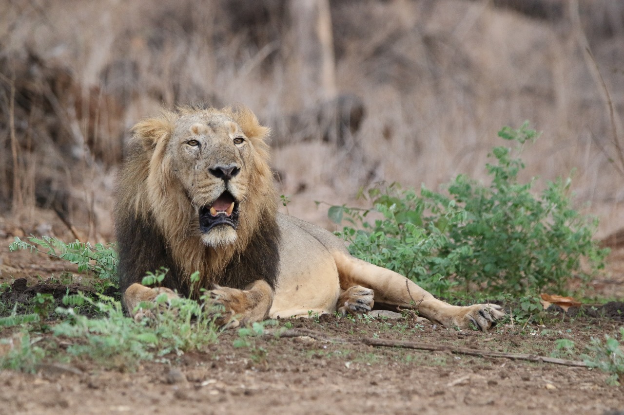 શું તમે જાણો છો ગુજરાતમાં કેટલાં સિંહો છે?