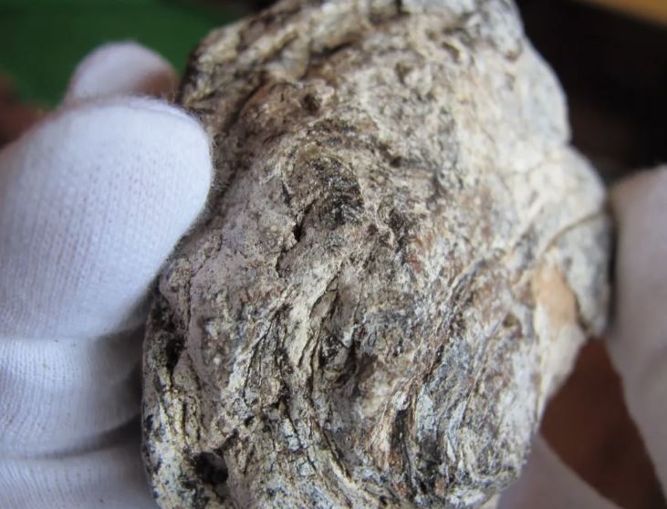 આખરે શું છે એમ્બરગ્રીસ?