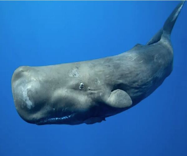 ઝડપાઈ લગભગ 3 કરોડની વ્હેલ માછલીની ઉલટી (એમ્બરગ્રીસ)