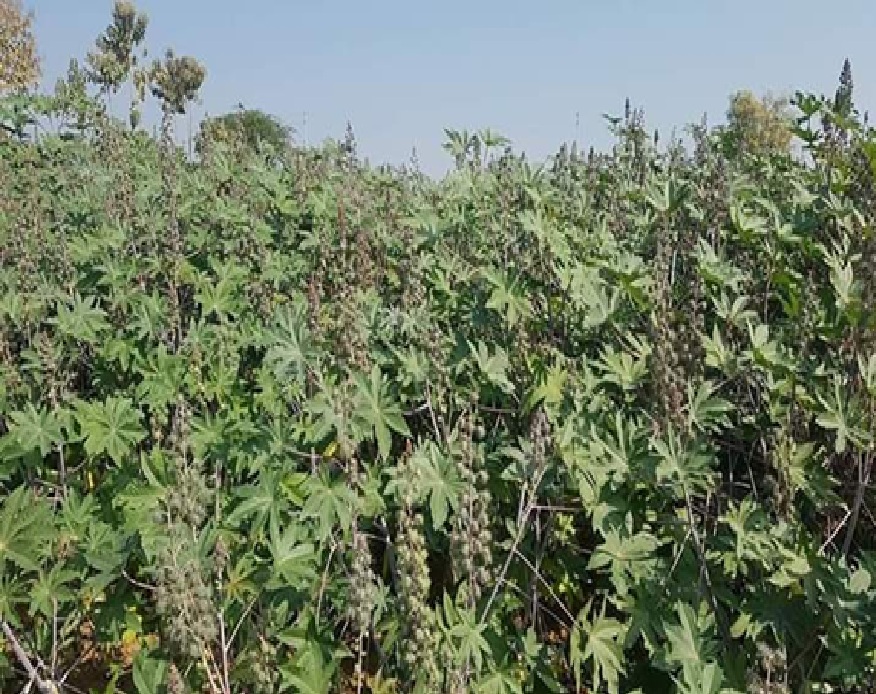 ગુજરાતના ખેડૂતોમાં ખુશીનો માહોલ