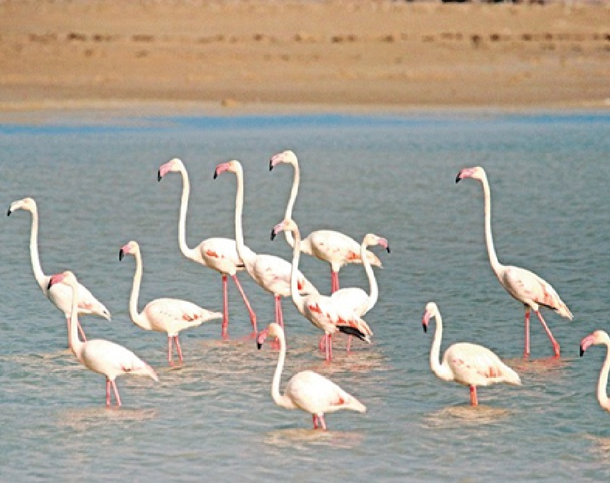 ગુજરાતના મહેમાન બન્યા યાયાવર પક્ષીઓ