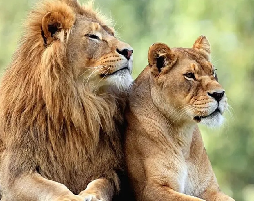 કાલથી બે તબક્કામાં યોજાશે એશિયાઈ સિંહની વસ્તી ગણતરી