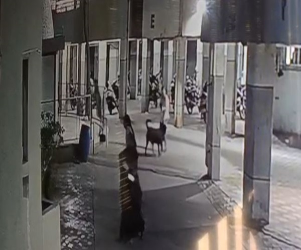 પાલતું શ્વાને 4 મહિનાની બાળકીનો લીધો ભોગ!