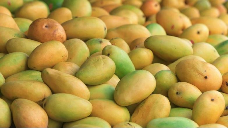 કેસર કેરી મહોત્સવ-2025