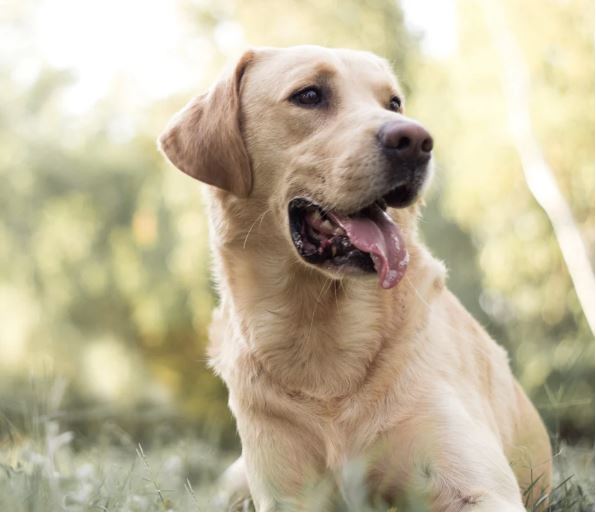 પાલતુ કુતરા પર પડોશી દ્વારા ગુસ્સો કરાતા કાપી નાખ્યું નાક!