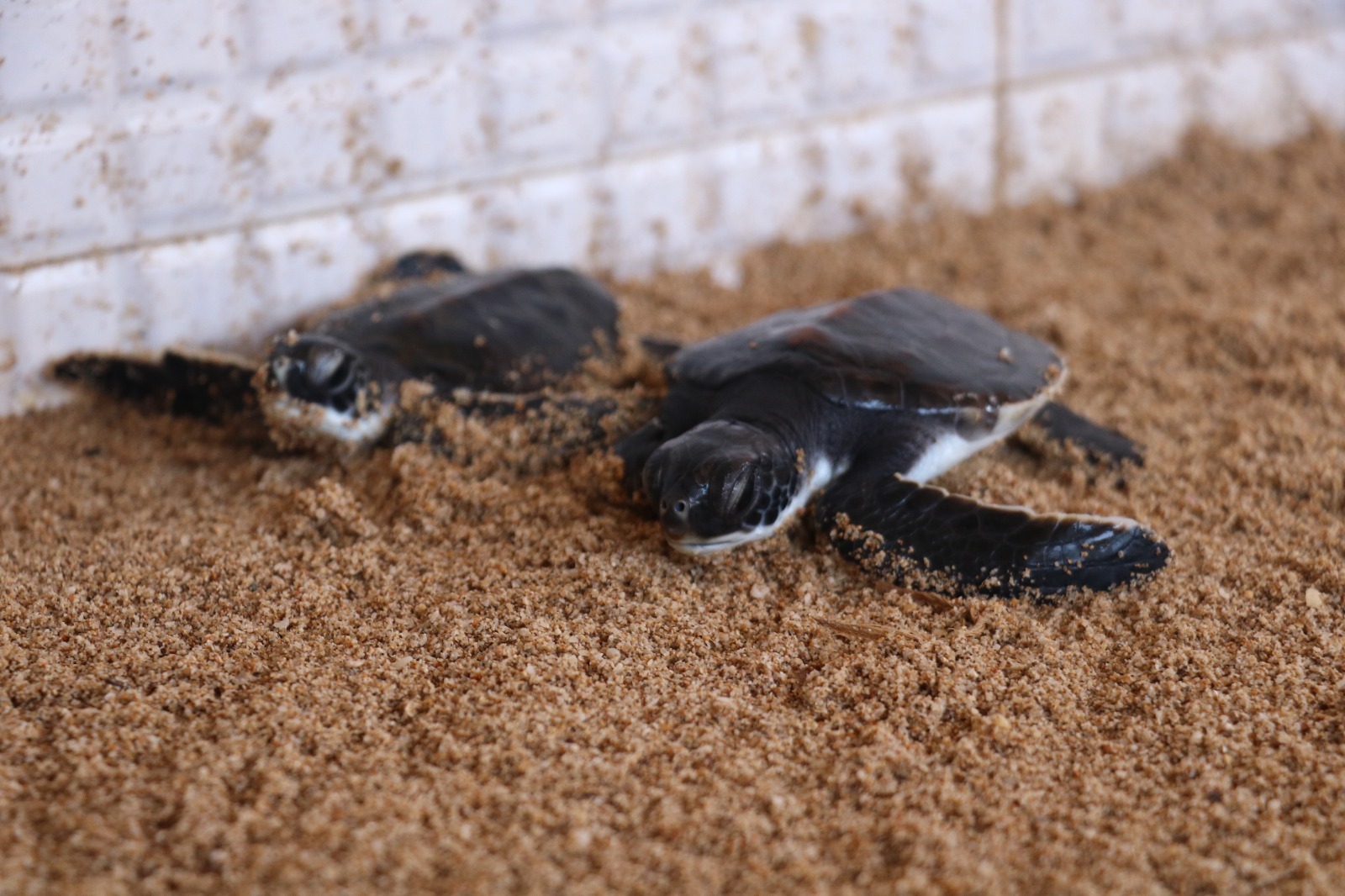 શું તમે લીલા અને ઓલિવ રીડલી કાચબાનું ‘પિયર‘ જોઈયું છે