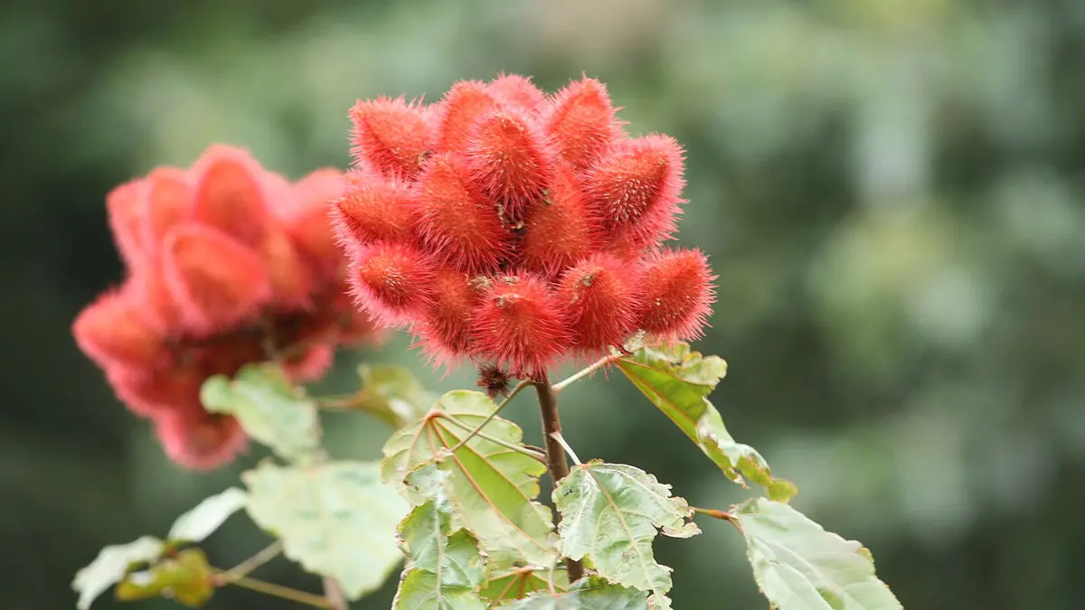 ઓપરેશન સિંદૂરની સફળતા બાદ ગુજરાતના આ શહેરમાં બનશે સિંદૂર વન