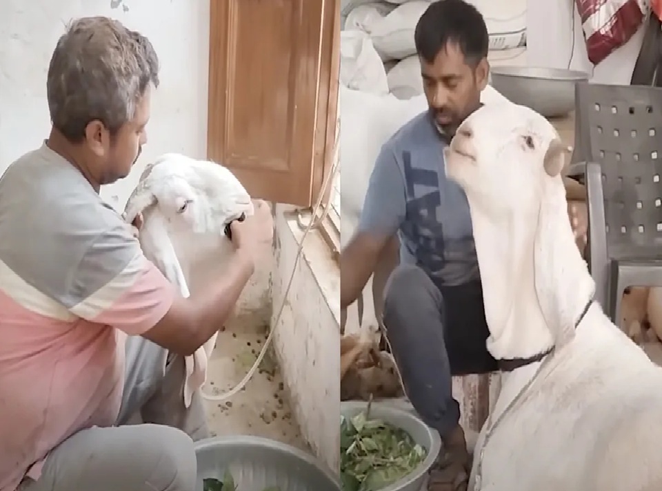 10 લાખની કિંમતના બે બકરા, છતાં વેચવા કેમ તૈયાર નથી માલિક?