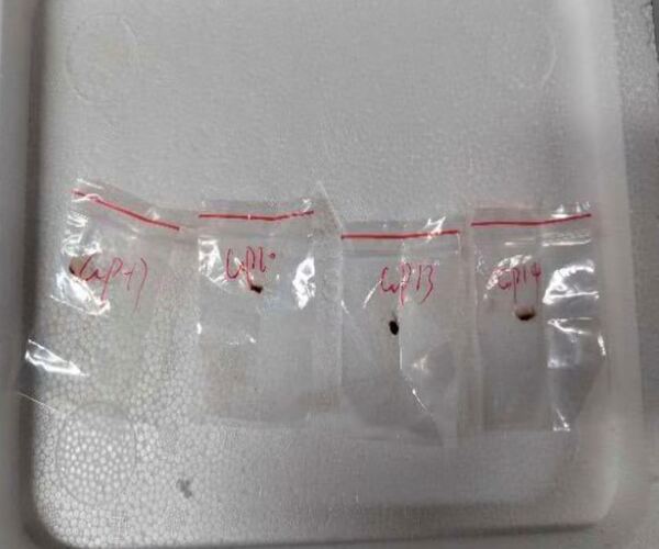 કોરોના પછી નવી બિમારી ફેલાવશે ચીન?