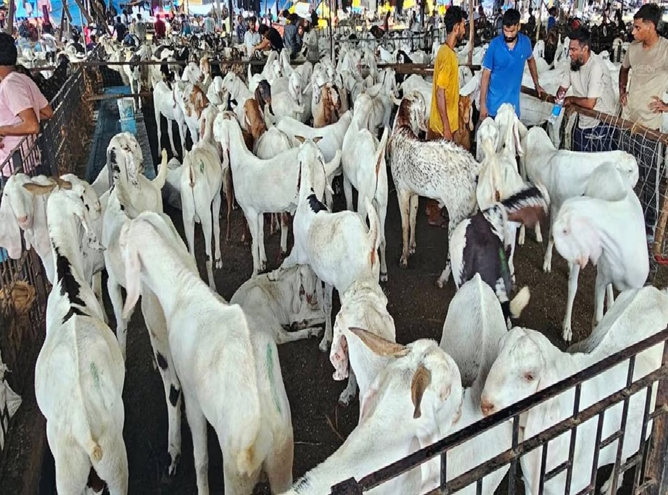 બકરી ઇદ પર અહીં પશુઓની બલિ પર મૂકાયો પ્રતિબંધ