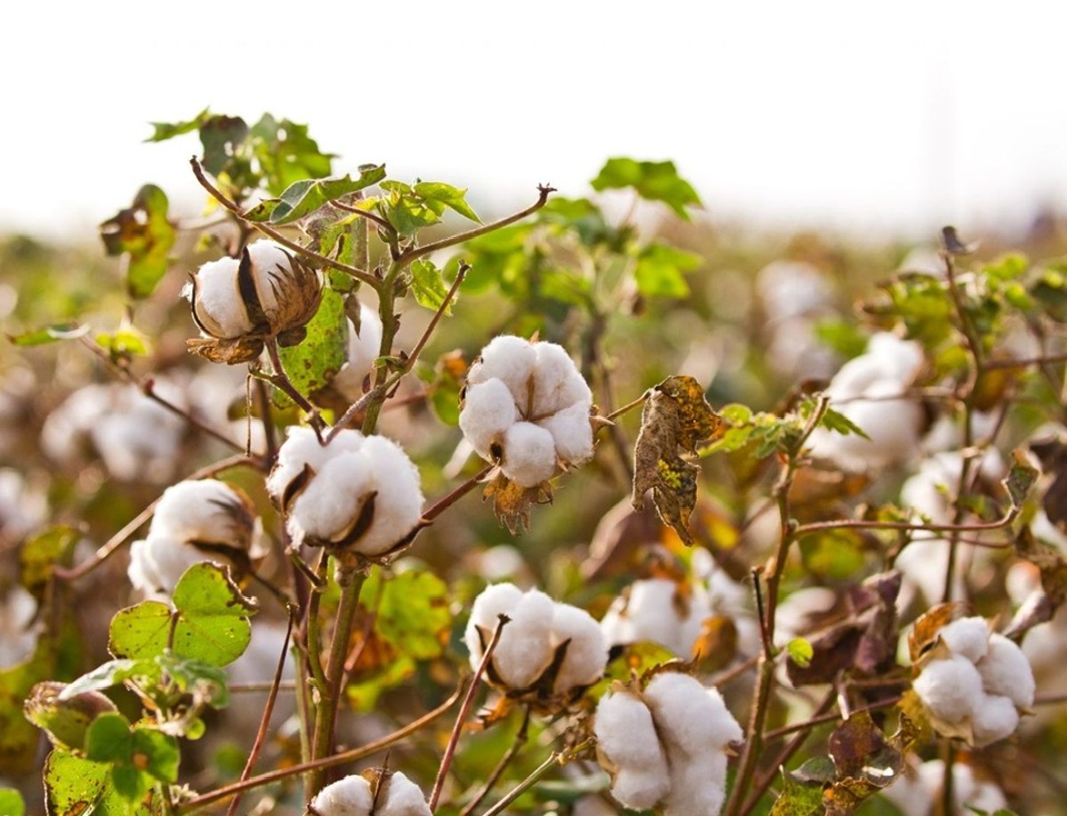 ગુજરાતના ખેડૂતોએ આટલું જરૂર કરજો...!!