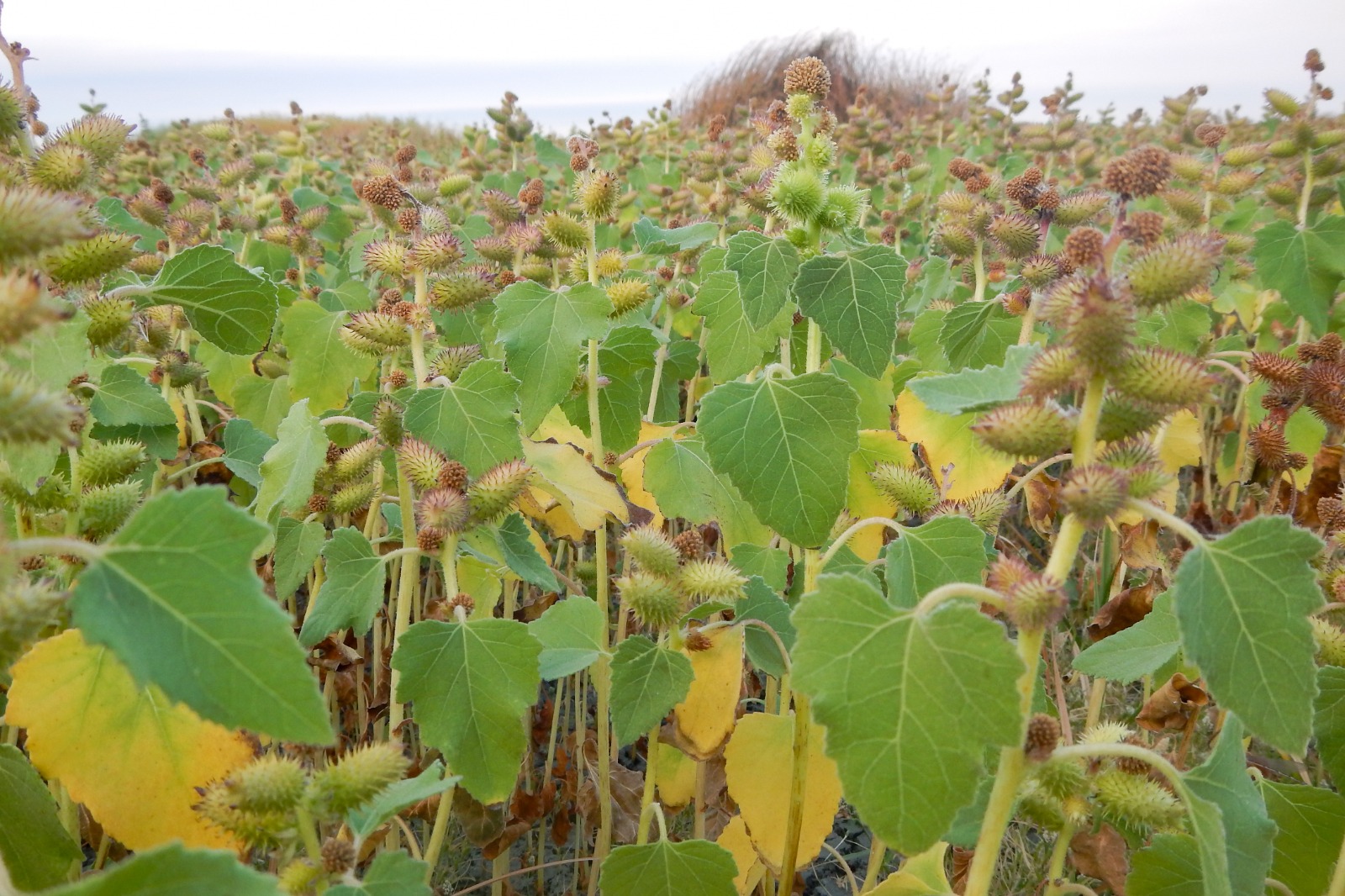 ઘડપણને છૂમંતર કરતી સંજીવની!