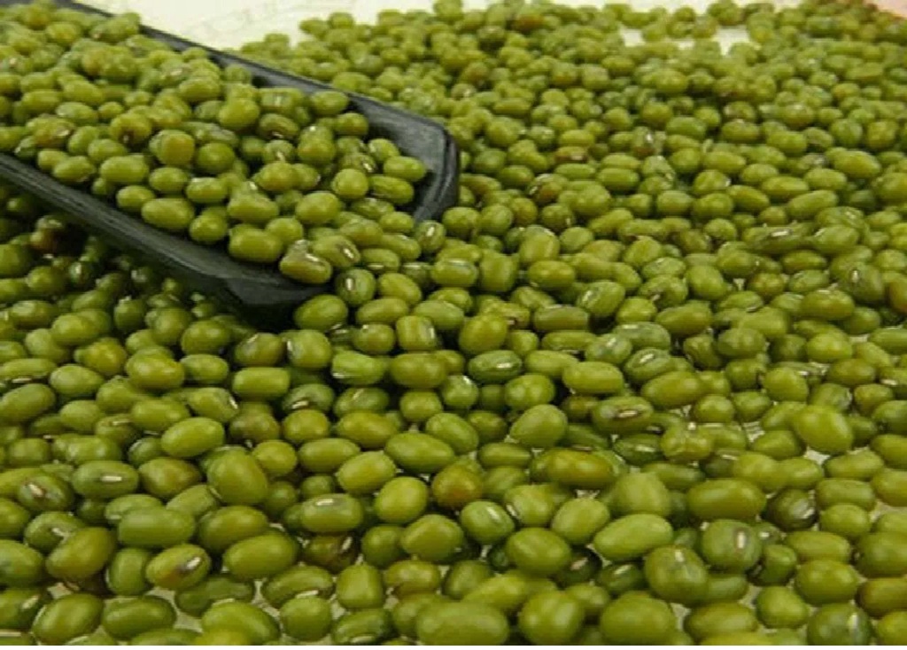 ગુજરાત સરકાર મગની ટેકાના ભાવે કરશે ખરીદી