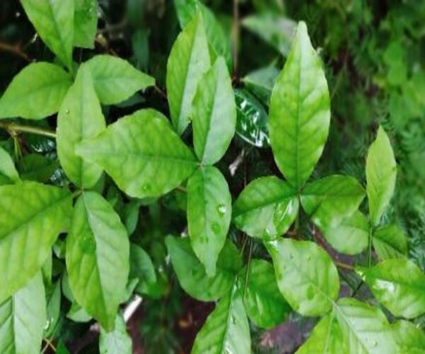 હ્રદય, શુગર અને કેન્સર સુધી અસરકારક છે બિલીપત્ર