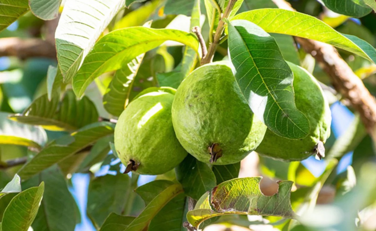 ડાયાબિટીસના દર્દીઓ માટે આ ફળના પાન વરદાન સમાન