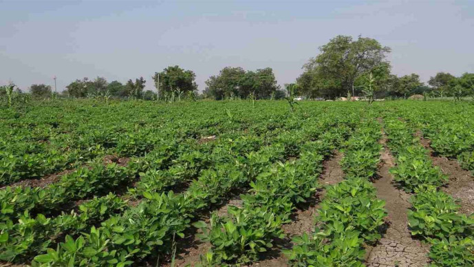 વાવણી સમયે ખેડૂતોએ આટલું જરૂર કરવું!!