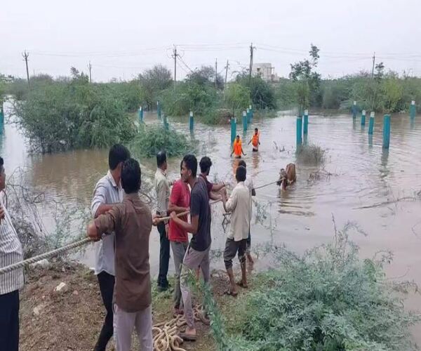 અતિ ભારે વરસાદ વચ્ચે 400 ગાયોનું રેસ્ક્યૂ