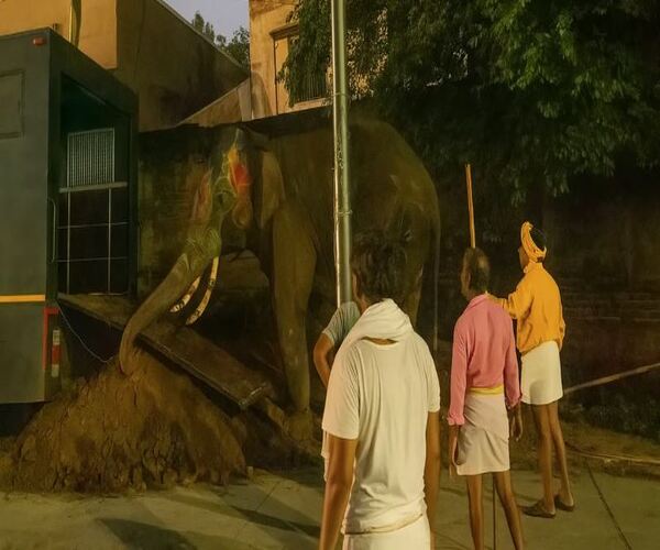 બેકાબુ હાથીઓની વ્હારે આવ્યું વનતારા