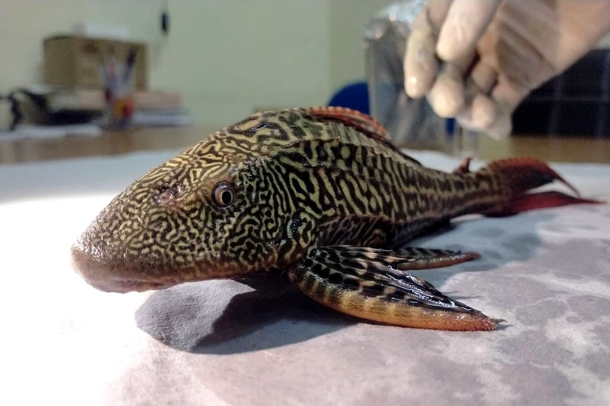 માછીમારની જાળમાં અનોખી માછલી ફસાતા લોકોમાં કુતૂહલતા