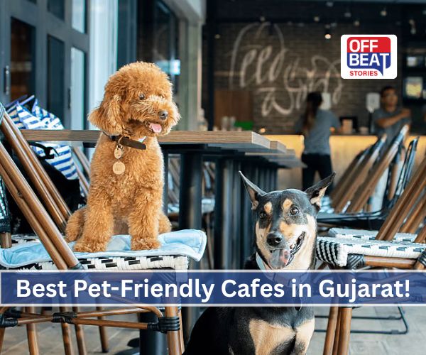 પોપ્યુલર થઈ રહ્યો છે ડોગ કેફેનો ટ્રેન્ડ