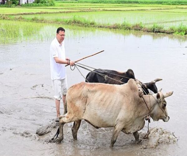 ખેતરમાં હળ ચલાવતા મુખ્યમંત્રી ધામી